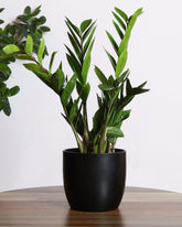 Green Zamia Plant